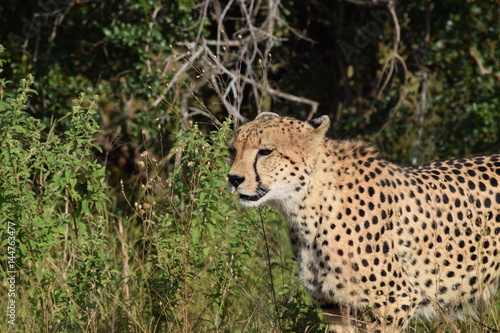 Cheetah Kruger National Park South-Africa
