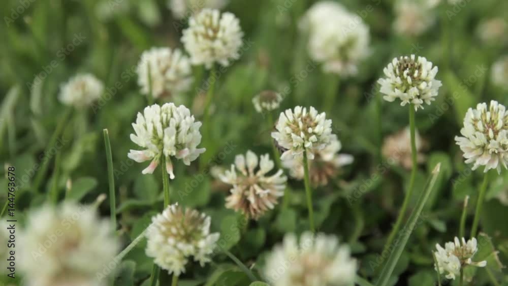 Bee flies and sits n clover Bee flies and sits n clover