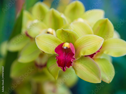 Fototapeta Naklejka Na Ścianę i Meble -  Closeup of Cymbidium Orchid Flower