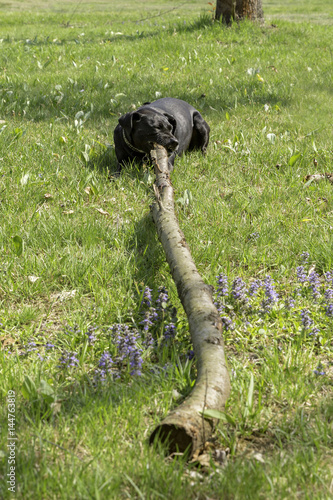 black dog playing photo