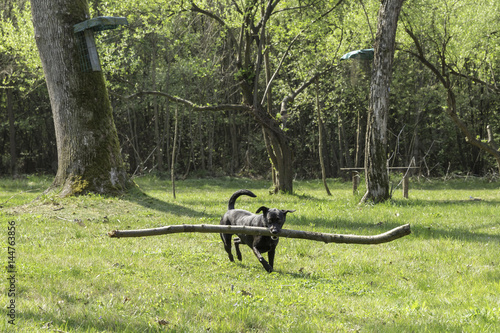 black dog playing photo