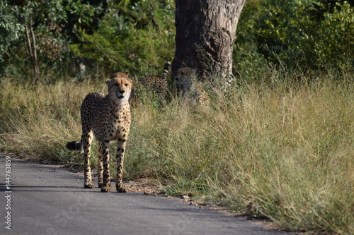 Cheetah Kruger National Park South-Africa