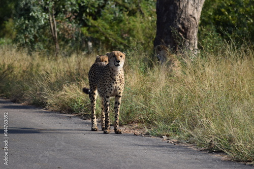 Cheetah Kruger National Park South-Africa