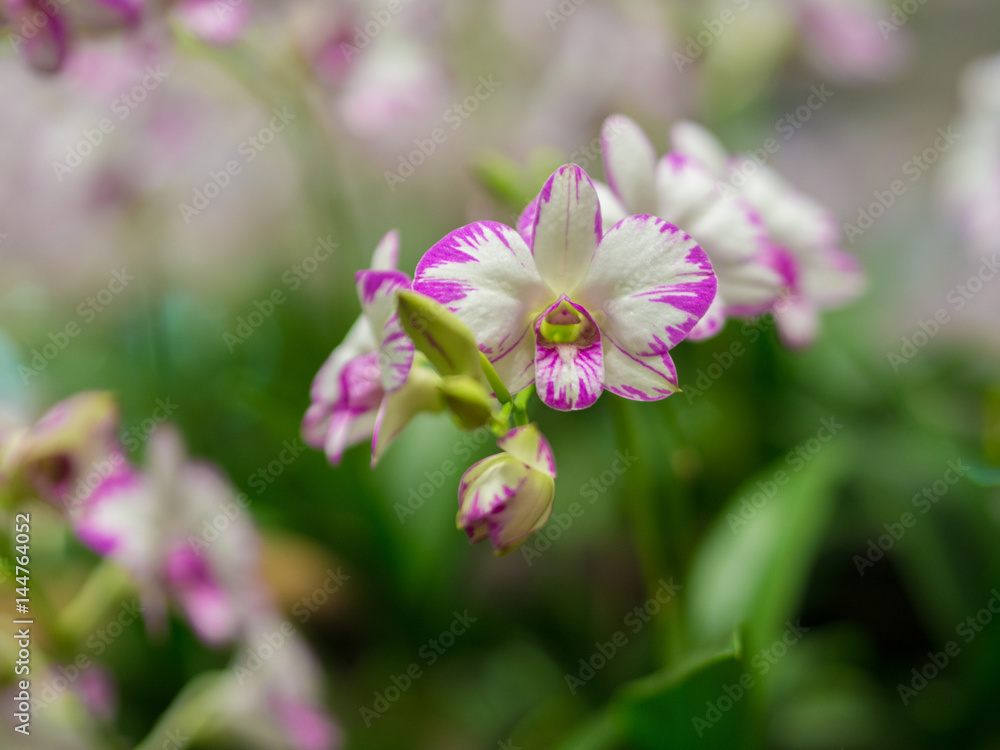Closeup of Dendrobium Orchid Flower