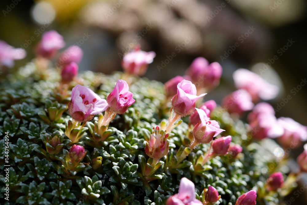 Steinbrech mit rosa Blüten StockFoto Adobe Stock