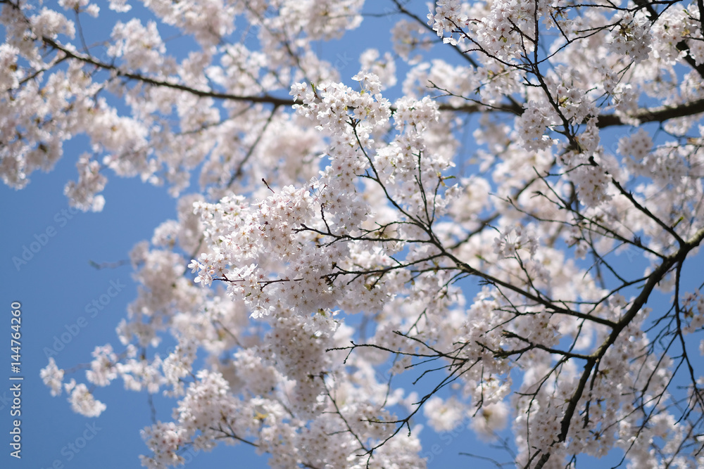 Flowering tree branches against the blue sky Flowering tree branches against the blue sky