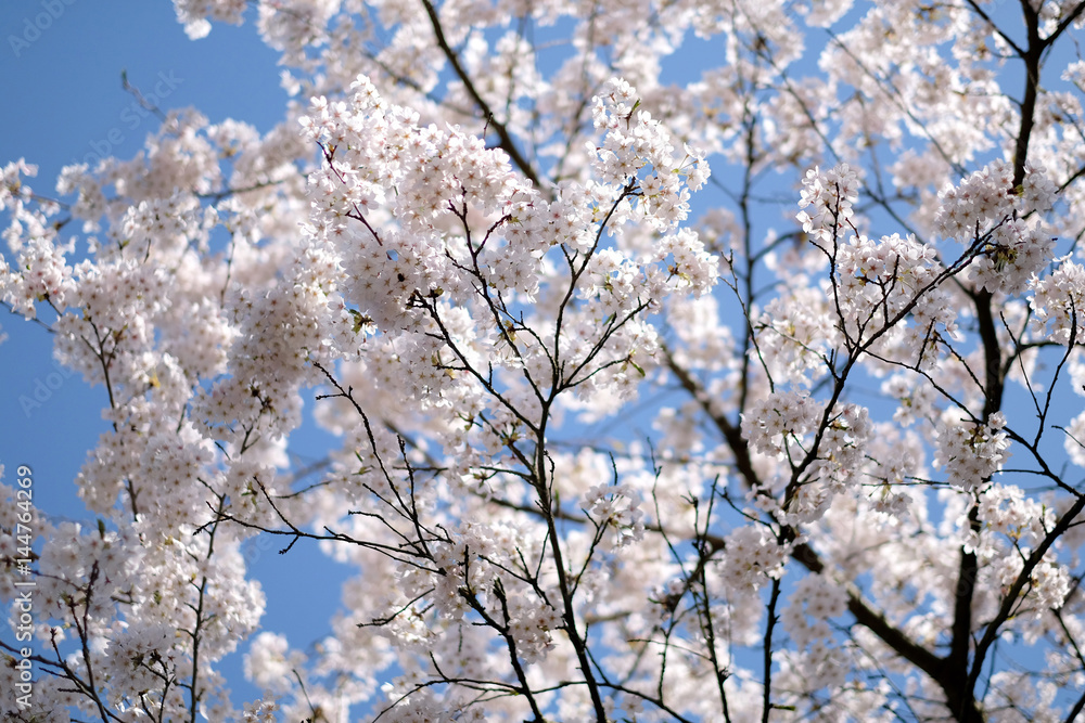 Flowering tree branches against the blue sky Flowering tree branches against the blue sky