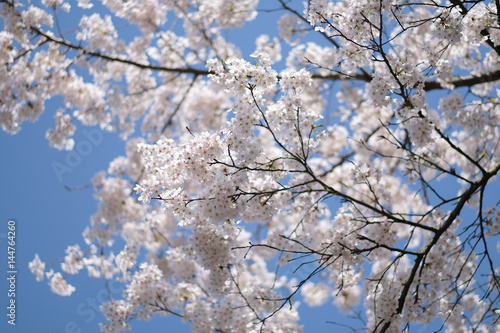 Flowering tree branches against the blue sky