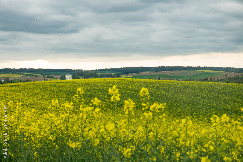 Rapsfeld Rapsfeld