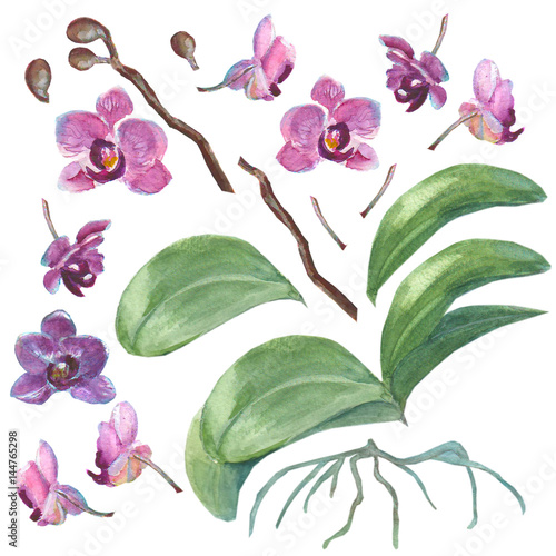 Set of isolated watercolor orchid for your design