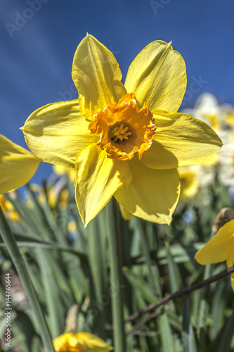 Fototapeta Naklejka Na Ścianę i Meble -  Pretty yellow daffodil.