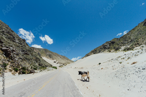 Cow walks along a sand dune between mountains on the side of a road in Catamarca, Argentina