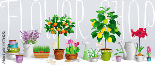 Collection of pot plants