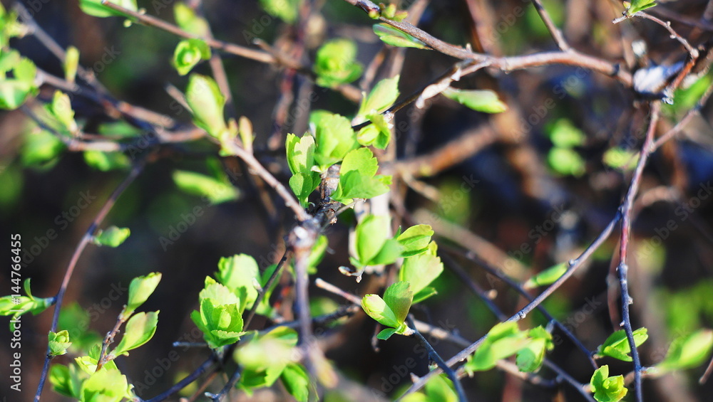 Kidneys on the bushes blossomed. The leaves of the bushes began to grow first. The resort area of Nalchik. Kidneys on the bushes blossomed. The leaves of the bushes began to grow first. The resort area of Nalchik.