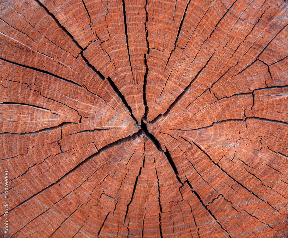 Fototapeta premium Photo of a brown texture of a cross section of tree