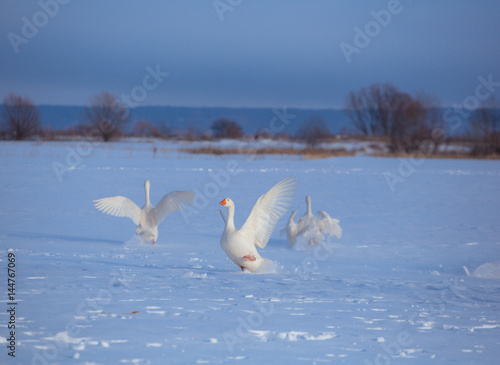 Three white goose run through the snow with their wings open