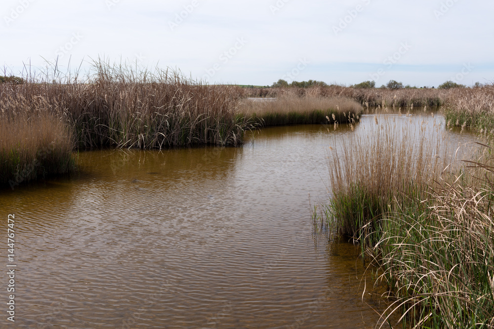 reeds in the swamp reeds in the swamp
