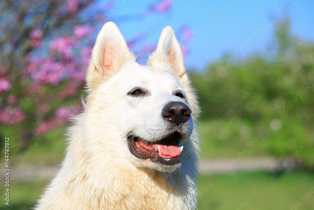 Obraz premium swiss white shepherd
