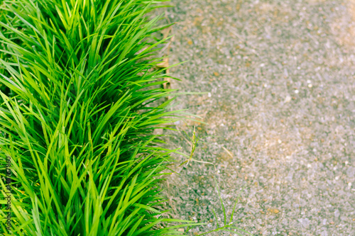 Photography Monkey Grass Along Aged Sidewalk