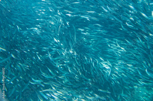 Large flock of fish in ocean. © anna1111986