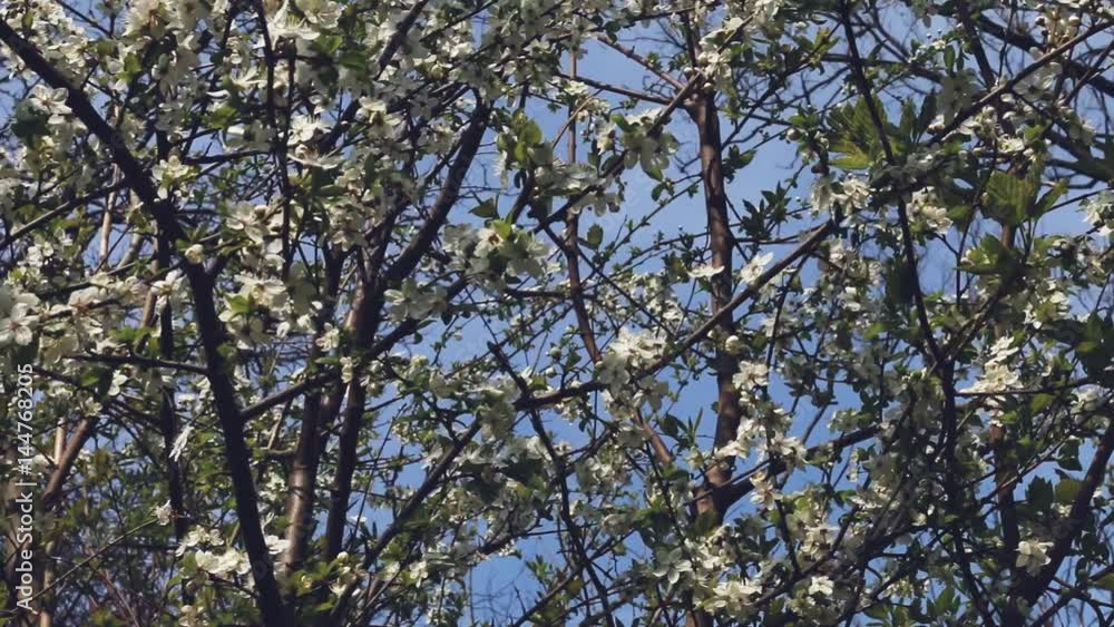 White cherry flowers blooming in springtime in the wind day. Cherry tree in spring. White cherry flowers blooming in springtime in the wind day. Cherry tree in spring.