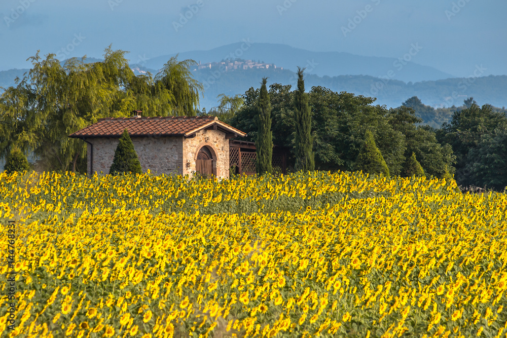 House in Field of Sunflowers