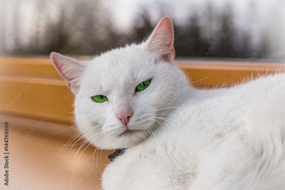 White cat sitting on a window sill. Cute white kitten. White cat sitting on a window sill. Cute white kitten.