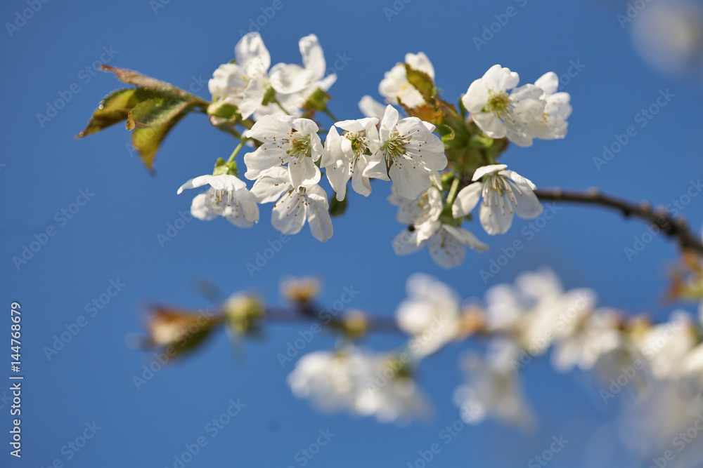 Spring flowering cherry, white flowers close-up, Selective focus and shallow Depth of field. Spring flowering cherry, white flowers close-up, Selective focus and shallow Depth of field.
