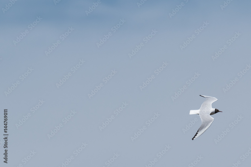 Obraz premium Postal de gaviota reidora sobre cielo azul