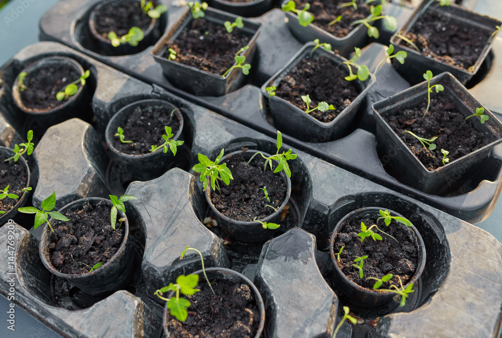 new beginning spring sprouts