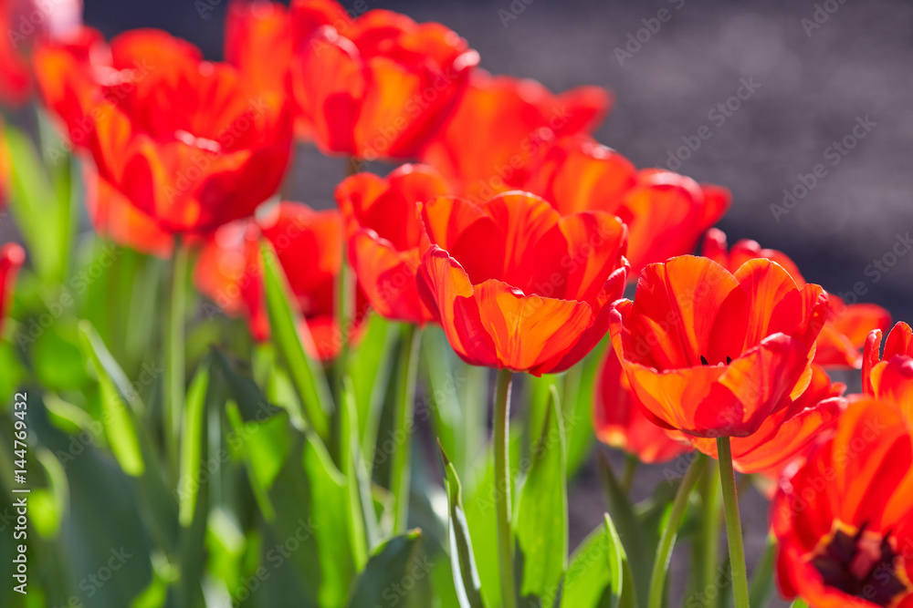 Tulip flowers in close up Tulip flowers in close up