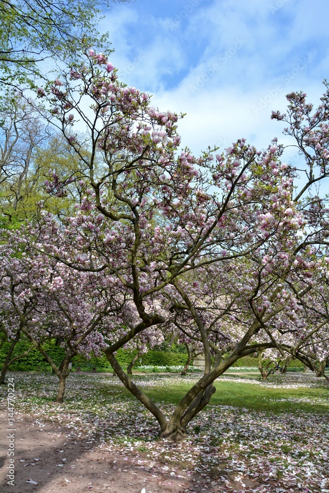 Magnolien  Baum im Park   ( Magnoliaceae )