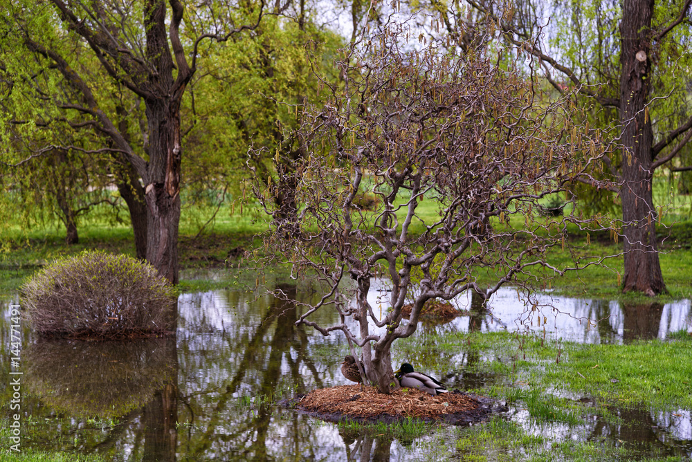 Small pond with ducks Small pond with ducks