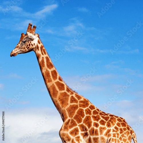Giraffe in the Sky