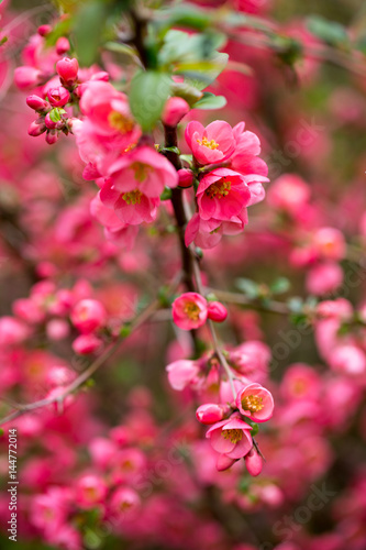 Cherry blossom in spring for background.