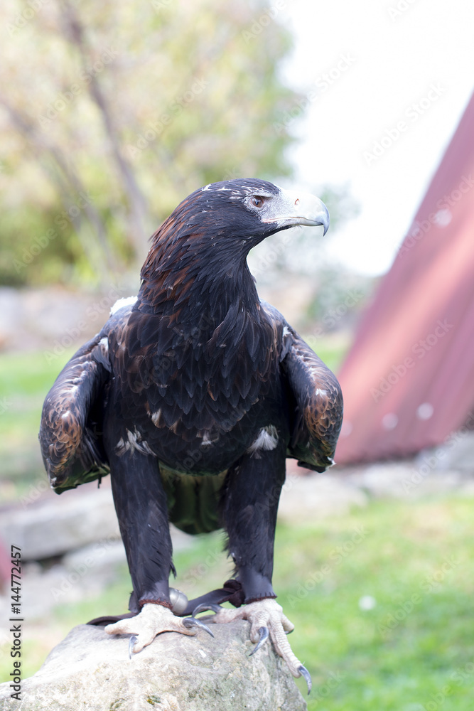 Fototapeta premium Spanish imperial eagle - Hunting eagle.