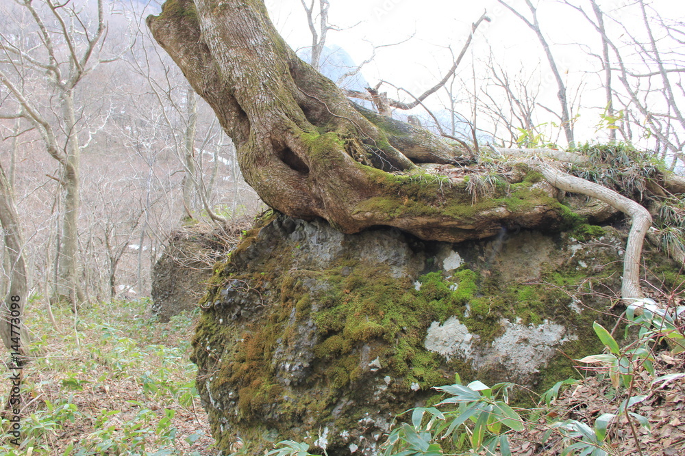 Obraz premium 巨石の上にのしかかる大木(宮城県)
