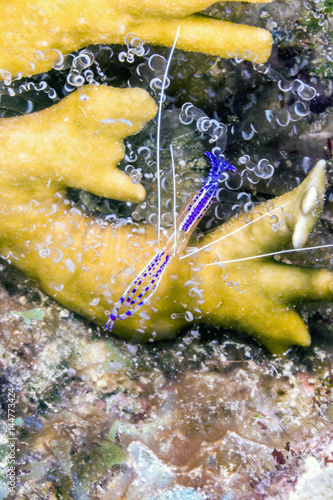 Ancylomenes pedersoni,Pederson's shrimp photo
