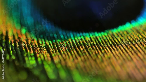 Very beautiful peacock feather. Natural pattern. Macro. 4k.