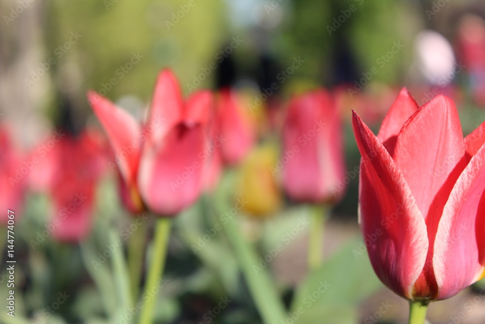 Naklejka premium Red tulips