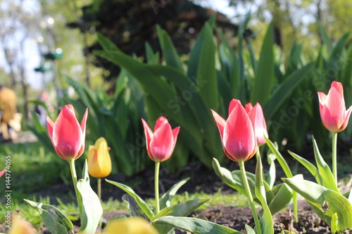 Tulips flowering in the spring garden