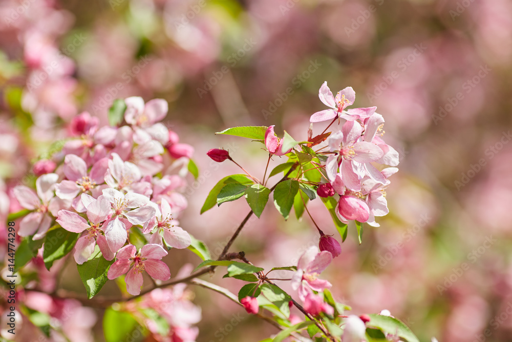 The beautiful blooming branch The beautiful blooming branch