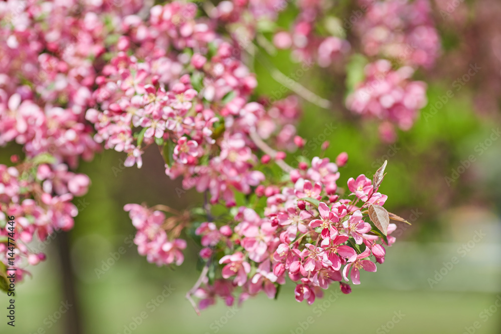 The beautiful blooming branch The beautiful blooming branch