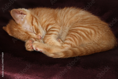 Gato atigrado con rayas naranja, dormido sobre un cojín de raso © conchamayo2