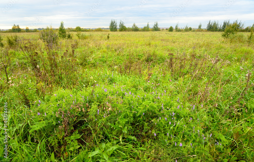 Fototapeta premium Summer landscape with field.