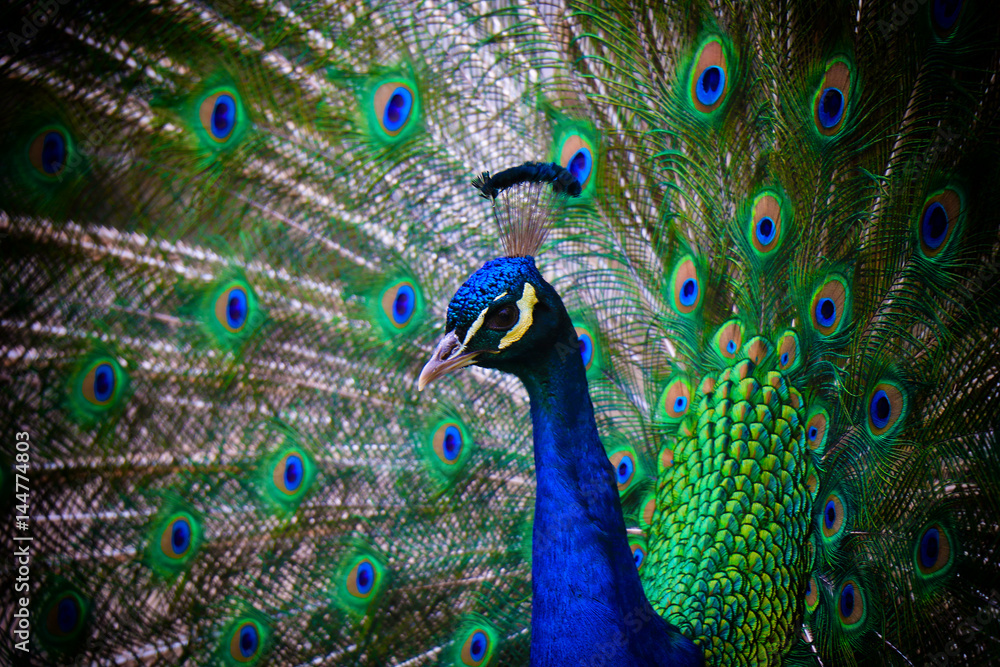 Fototapeta premium Portrait of beautiful peacock with feathers out