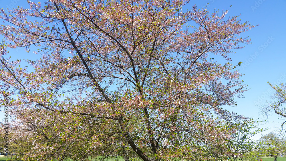 Daytime Spring Blossom in Washington DC Daytime Spring Blossom in Washington DC
