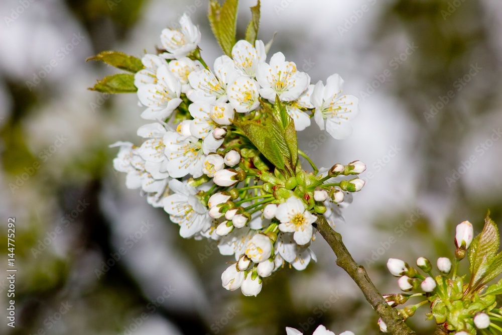 Spring blooming tree Spring blooming tree
