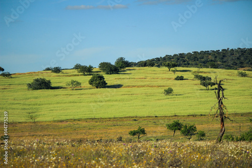 Agricultural fields in Alentejo Portugal