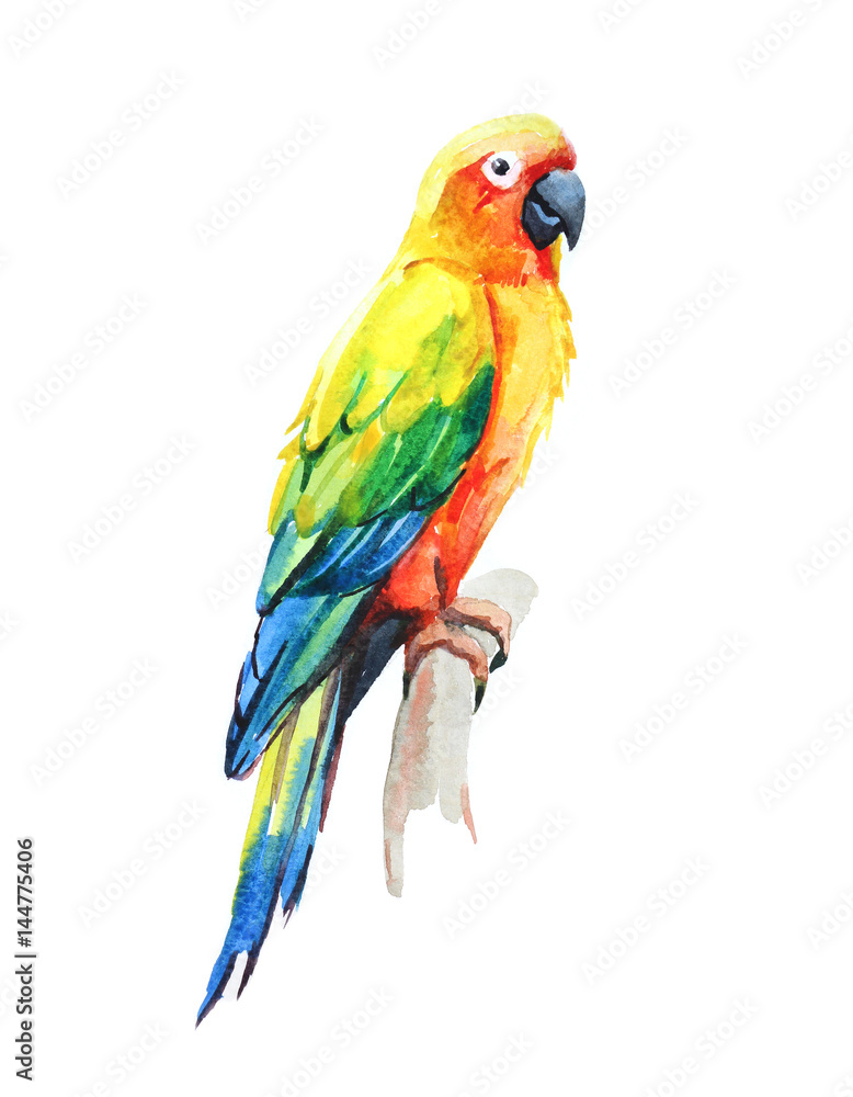 Sun Conure parrot, Tropical birds isolated on white background, watercolor illustration 